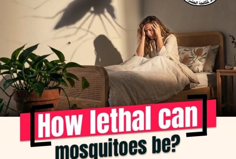Mosquito Control Services in Abu Dhabi